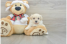 Maltipoo Puppy for Adoption