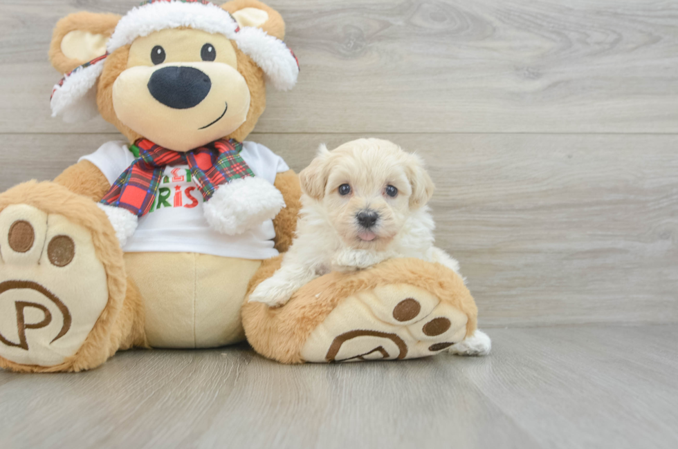 5 week old Maltipoo Puppy For Sale - Puppy Love PR