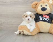7 week old Maltipoo Puppy For Sale - Puppy Love PR