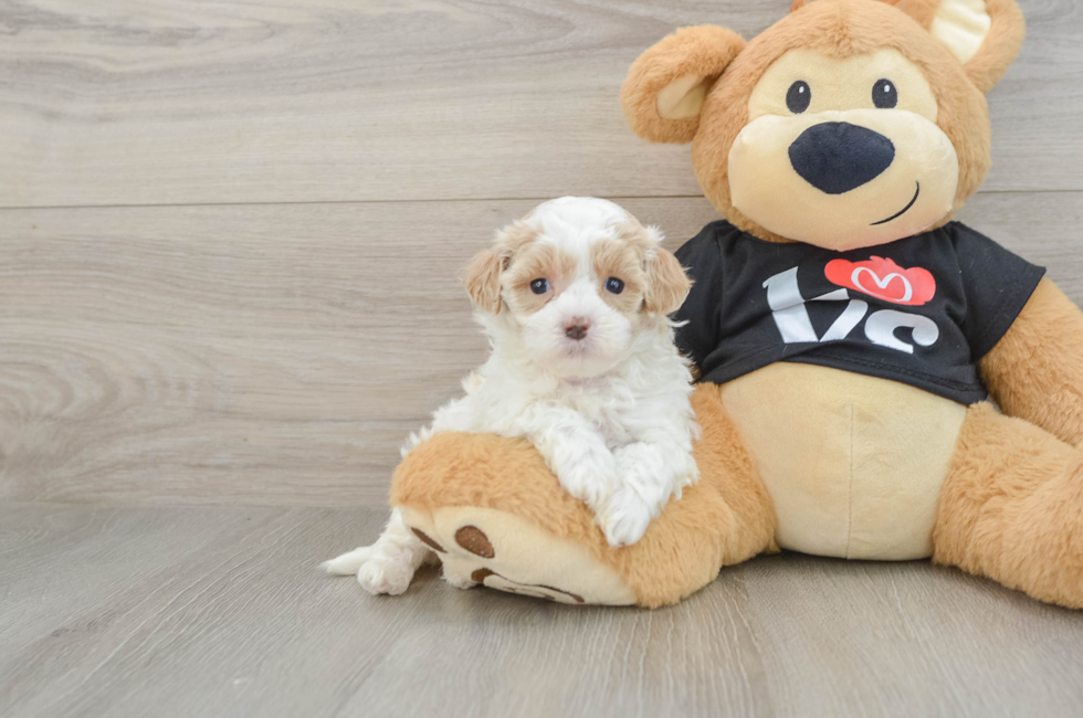 7 week old Maltipoo Puppy For Sale - Puppy Love PR