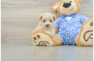 Maltipoo Pup Being Cute