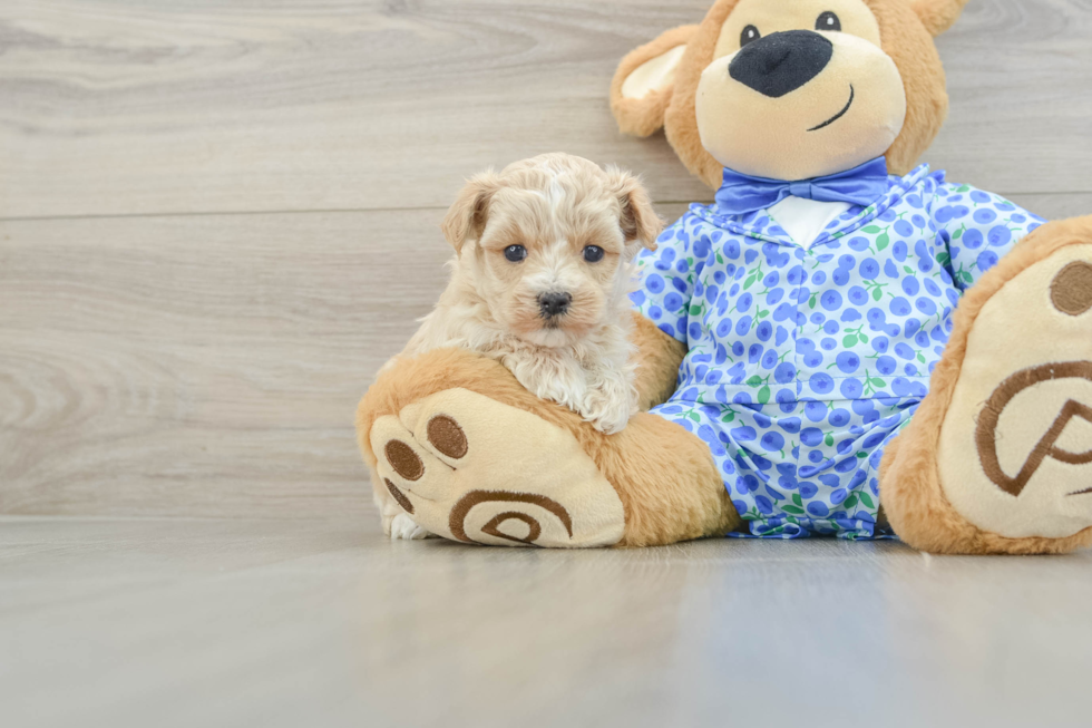 Maltipoo Pup Being Cute