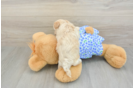 Cute Maltipoo Baby