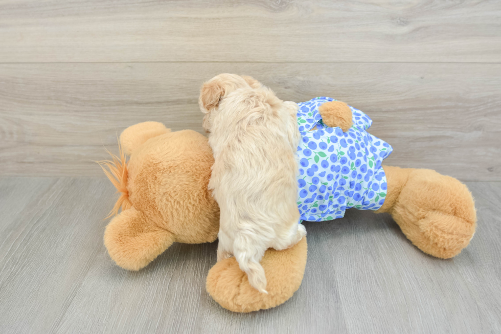 Cute Maltipoo Baby