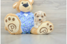 Maltipoo Puppy for Adoption