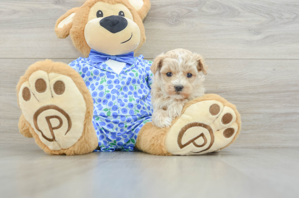 5 week old Maltipoo Puppy For Sale - Puppy Love PR