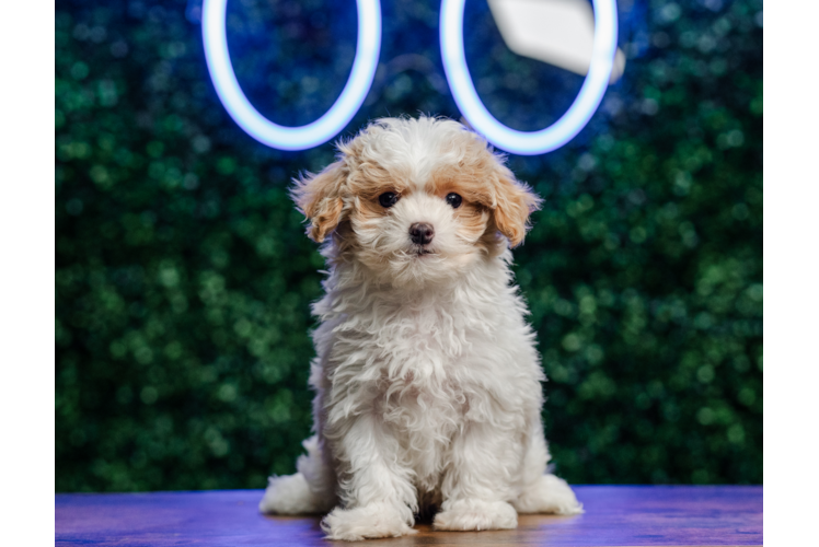Cute Maltipoo Poodle Mix Pup