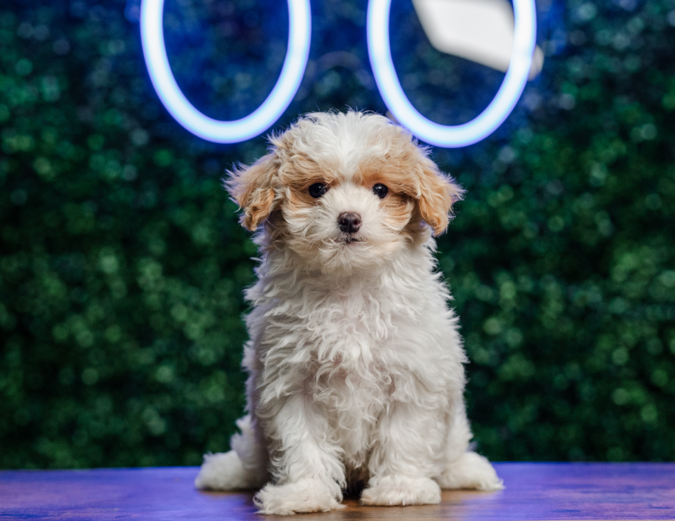 Cute Maltipoo Poodle Mix Pup