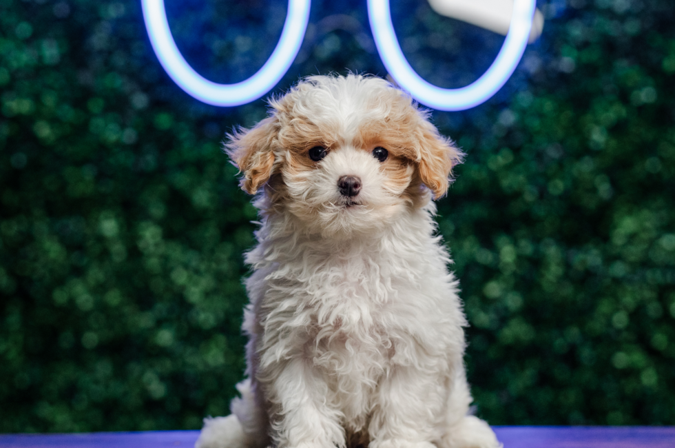 10 week old Maltipoo Puppy For Sale - Puppy Love PR