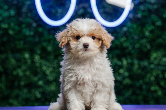 Cute Maltipoo Poodle Mix Pup