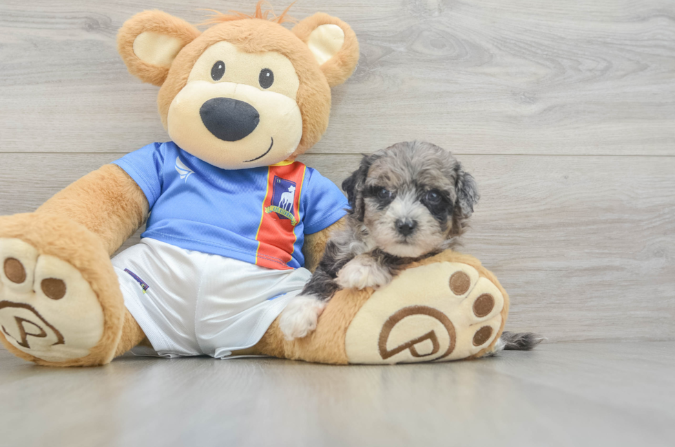 5 week old Maltipoo Puppy For Sale - Puppy Love PR