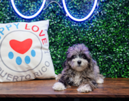 13 week old Maltipoo Puppy For Sale - Puppy Love PR