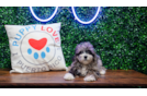 Maltipoo Pup Being Cute
