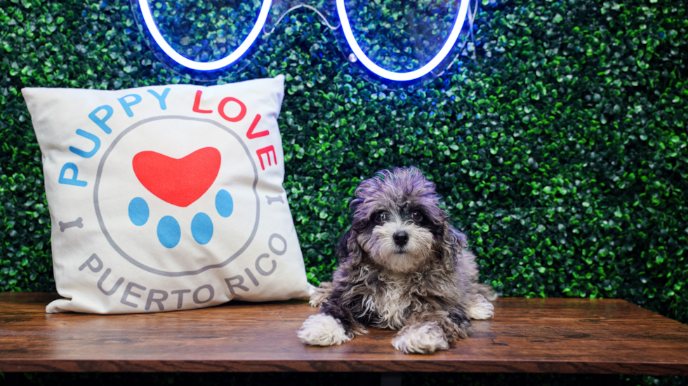 Maltipoo Pup Being Cute
