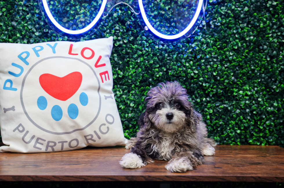 11 week old Maltipoo Puppy For Sale - Puppy Love PR