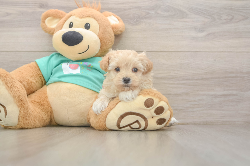 6 week old Maltipoo Puppy For Sale - Puppy Love PR