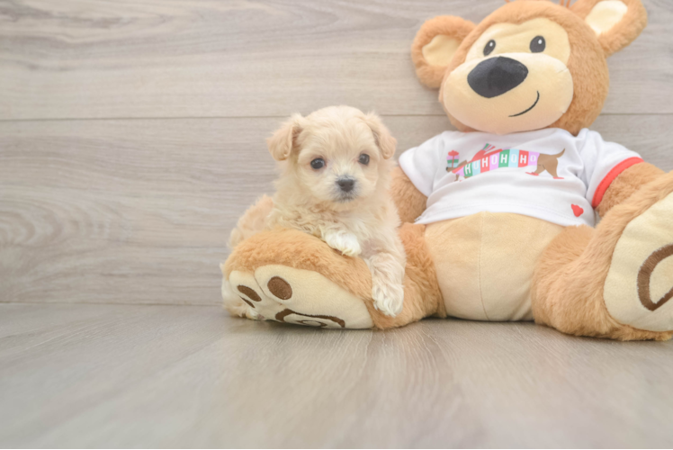 Friendly Maltipoo Baby