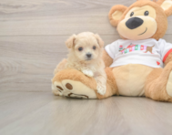 7 week old Maltipoo Puppy For Sale - Puppy Love PR