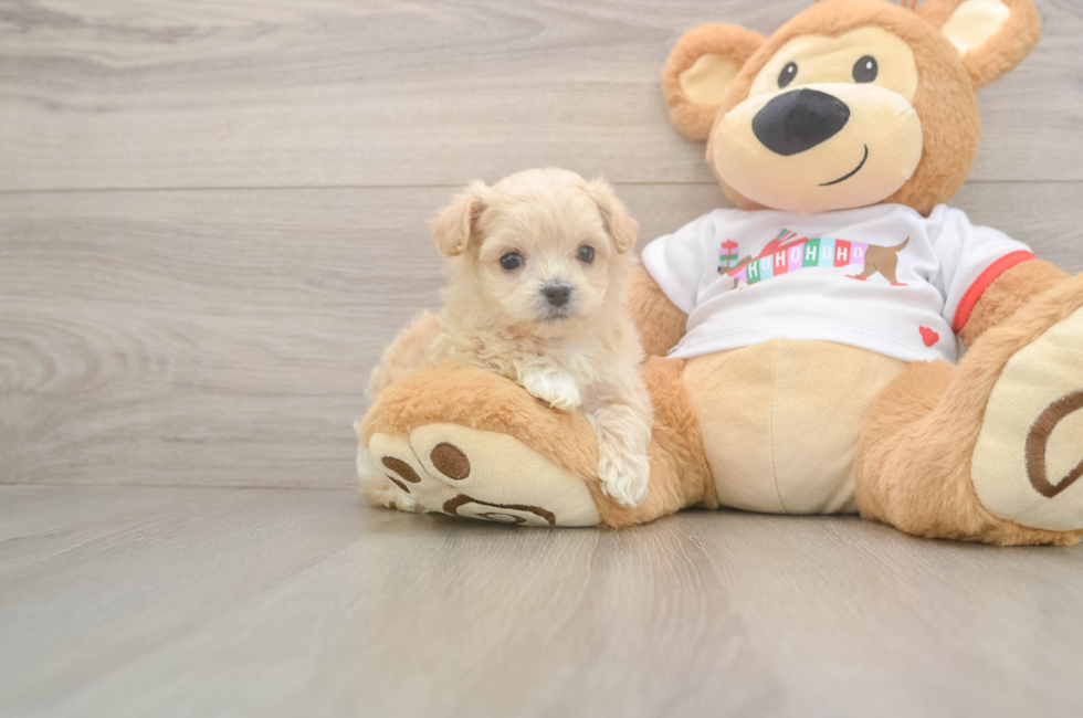 5 week old Maltipoo Puppy For Sale - Puppy Love PR