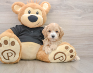 9 week old Maltipoo Puppy For Sale - Puppy Love PR
