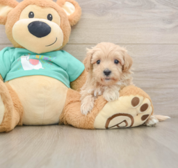 9 week old Maltipoo Puppy For Sale - Puppy Love PR