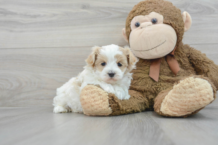 Fluffy Maltipoo Poodle Mix Pup