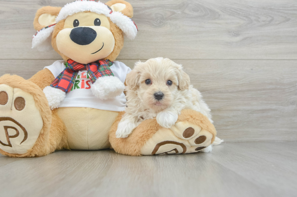 5 week old Maltipoo Puppy For Sale - Puppy Love PR