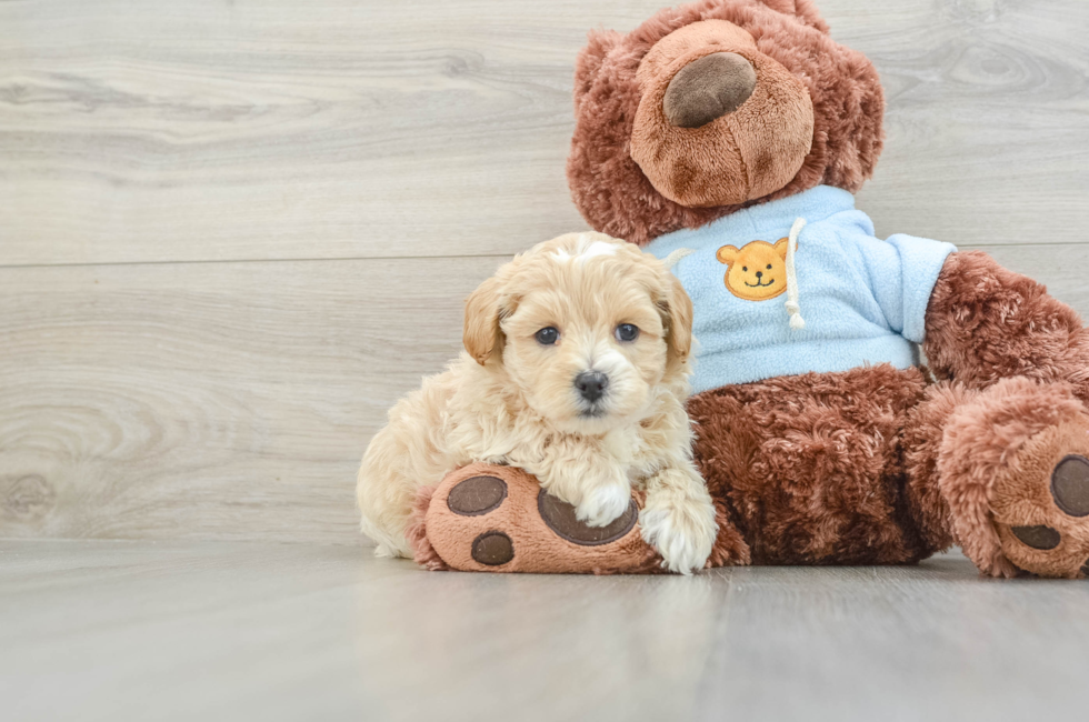 8 week old Maltipoo Puppy For Sale - Puppy Love PR