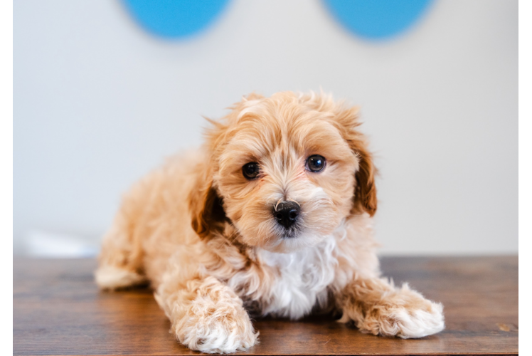 Maltipoo Pup Being Cute