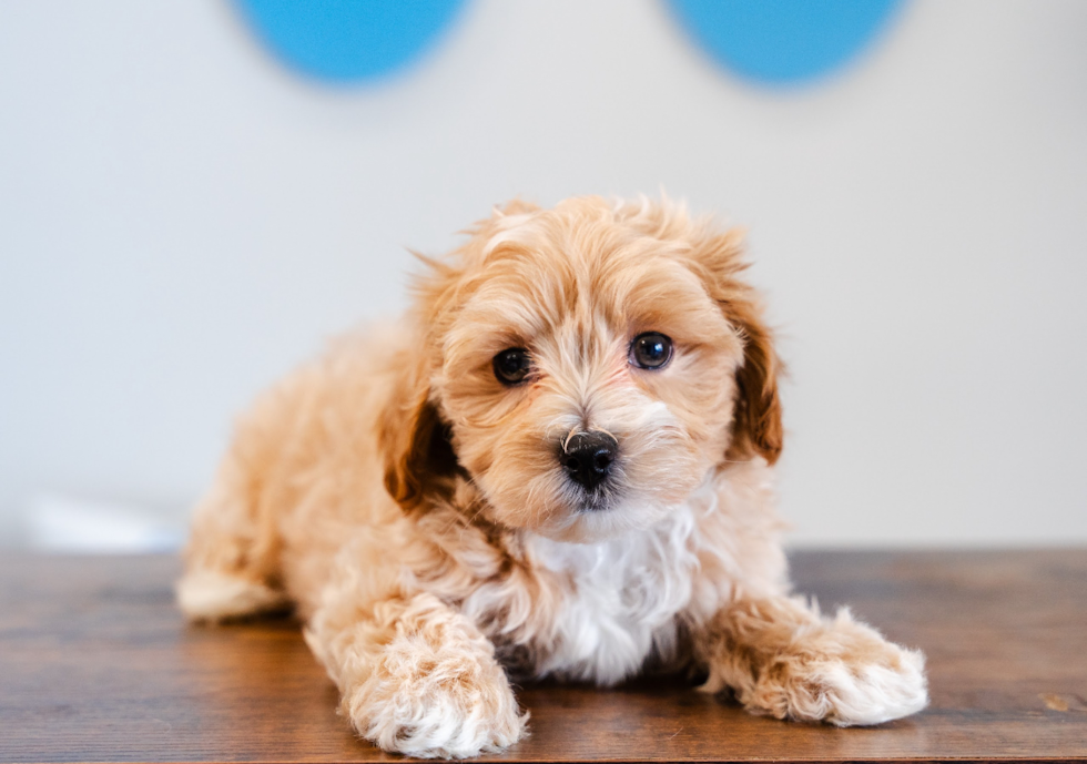 Maltipoo Pup Being Cute