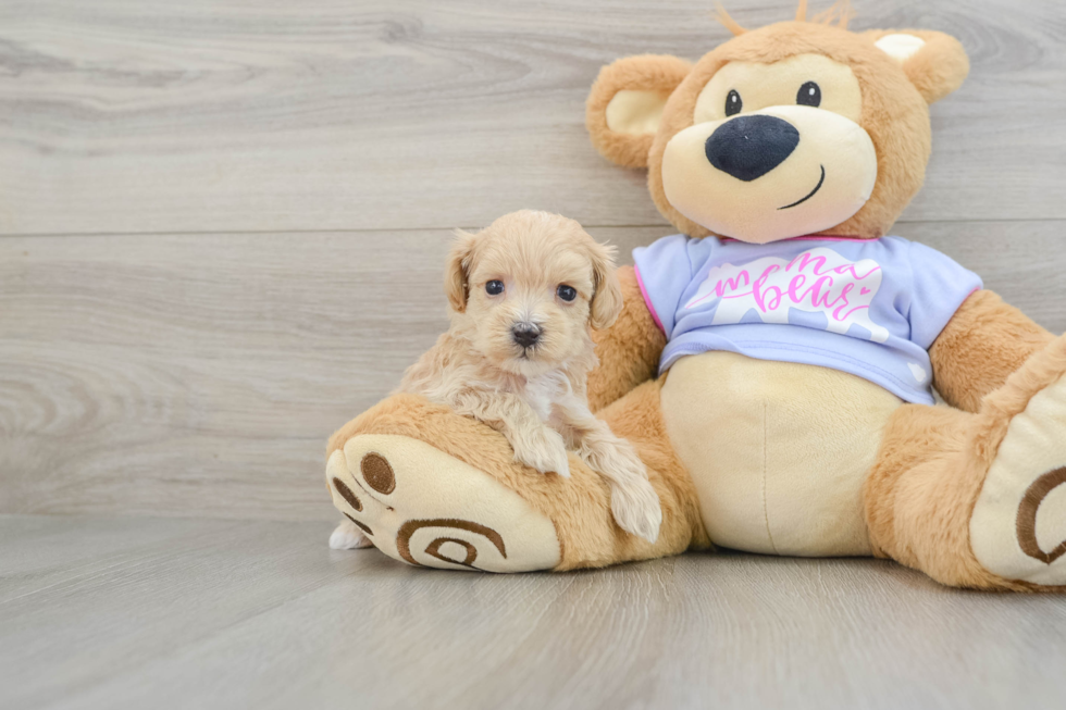 Maltipoo Puppy for Adoption