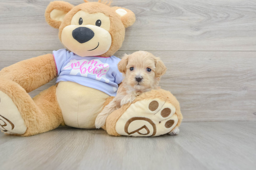 6 week old Maltipoo Puppy For Sale - Puppy Love PR