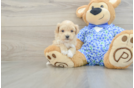 Fluffy Maltipoo Poodle Mix Pup