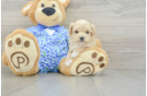 Maltipoo Puppy for Adoption