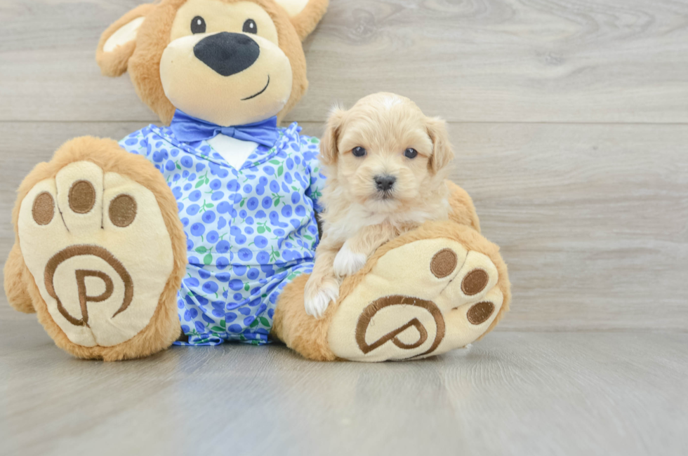 5 week old Maltipoo Puppy For Sale - Puppy Love PR