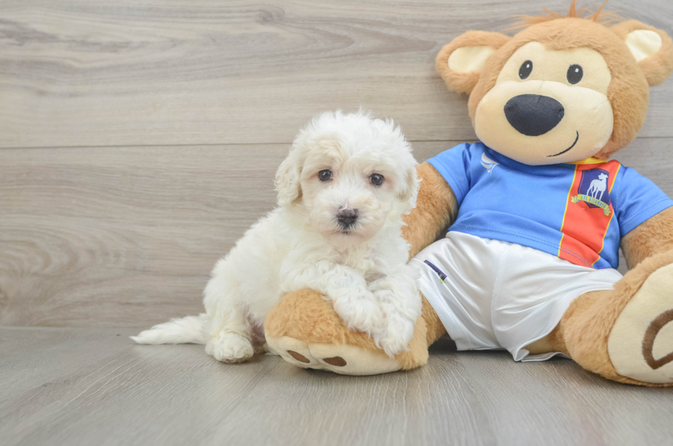 5 week old Maltipoo Puppy For Sale - Puppy Love PR