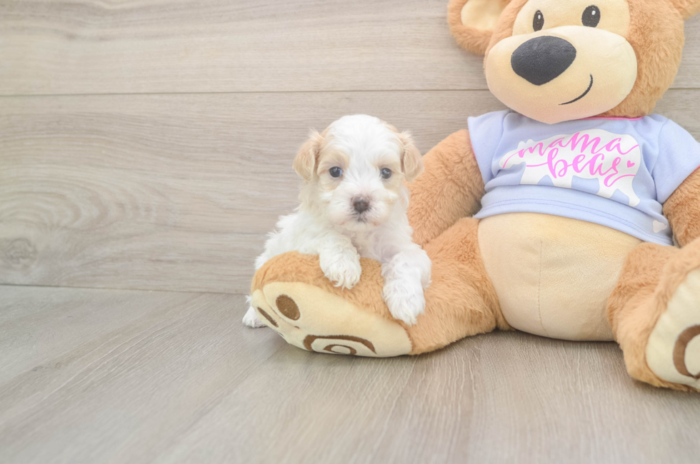 5 week old Maltipoo Puppy For Sale - Puppy Love PR