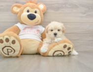 7 week old Maltipoo Puppy For Sale - Puppy Love PR