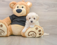 7 week old Maltipoo Puppy For Sale - Puppy Love PR