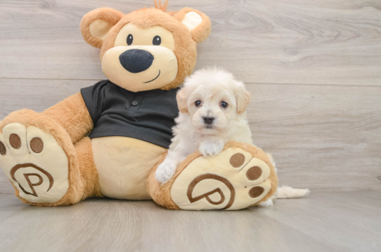 Maltipoo Puppy for Adoption