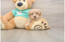 Smart Maltipoo Poodle Mix Pup