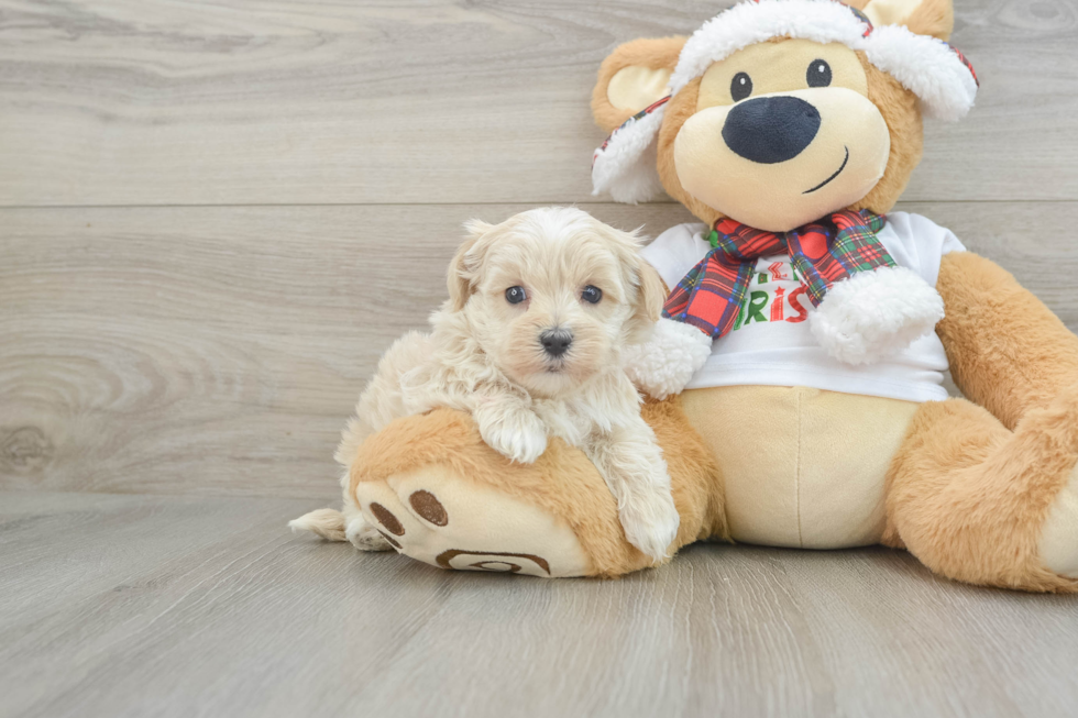 Cute Maltipoo Baby