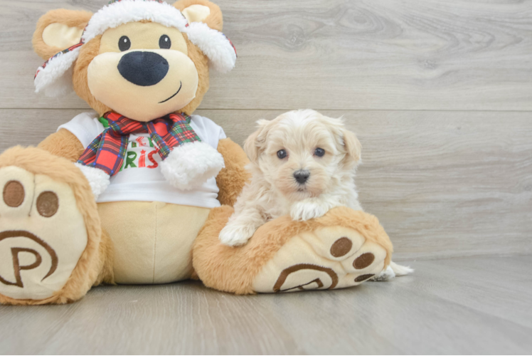 Best Maltipoo Baby