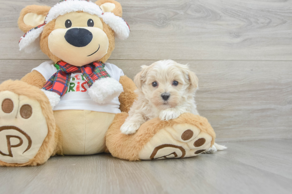 Best Maltipoo Baby