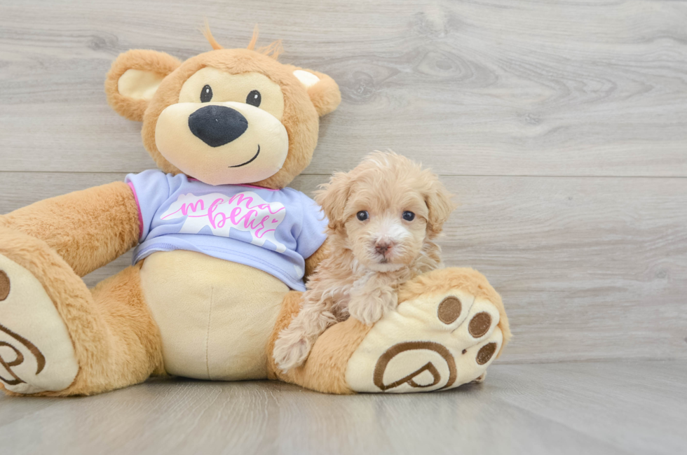 6 week old Maltipoo Puppy For Sale - Puppy Love PR