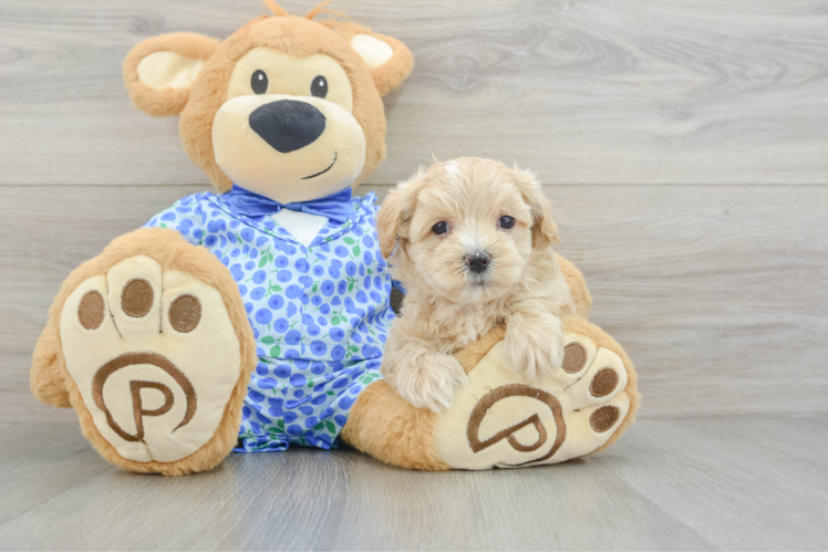 Petite Maltipoo Poodle Mix Pup