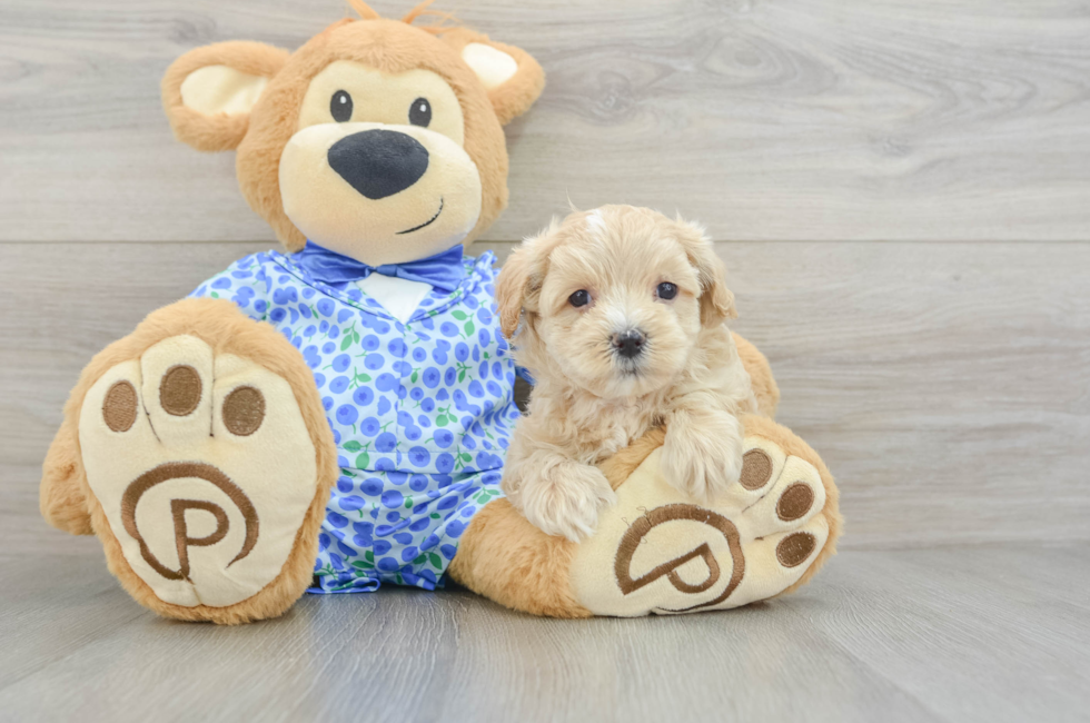 8 week old Maltipoo Puppy For Sale - Puppy Love PR
