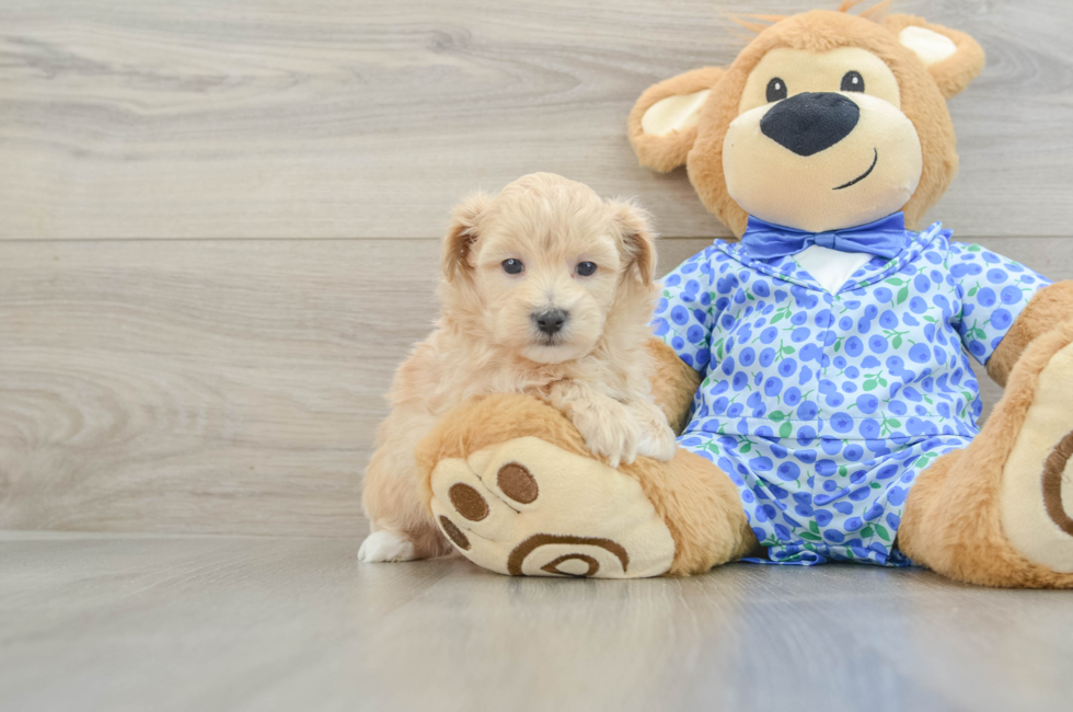 5 week old Maltipoo Puppy For Sale - Puppy Love PR