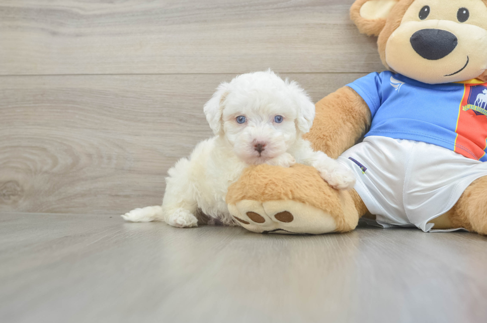 9 week old Maltipoo Puppy For Sale - Puppy Love PR