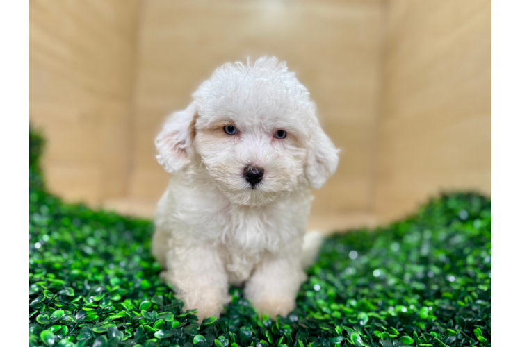 Maltipoo Puppy for Adoption